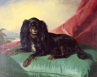Un épagneul King Charles sur un coussin vert